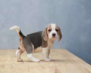 比格犬多少钱一只?比格犬有什么优点？