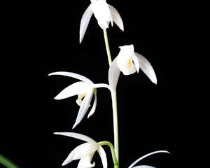 雪白花