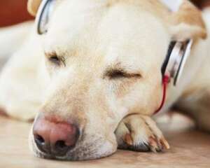 狗狗喜欢听什么音乐？狗狗听的音乐有哪些？