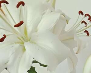 百合花