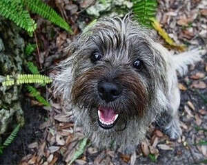 凯安梗的性格特点