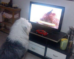 如何给狗狗解闷