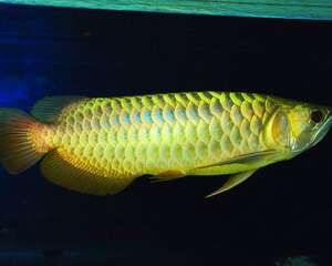 蜈蚣喂食龙鱼的影响