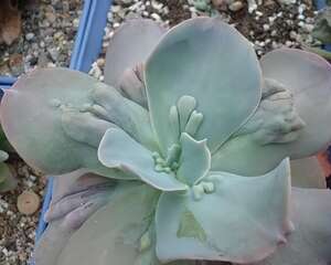 乙女梦(Echeveria.gibbiflora v. carunculata)养殖方法
