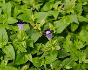 夏堇什么时候开花