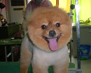 如何更实惠的为自己的狗狗美容