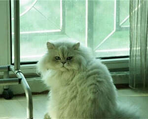 适合单身女性饲养的宠物有哪些