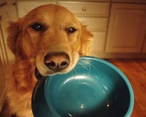 经常换狗粮对狗狗好吗