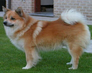 狗狗经常换狗粮的好坏分析