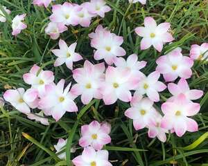 死不了的花，5年生了10麻袋，大铲车挖了一天！