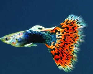 常见的孔雀鱼的外形特点