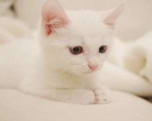 养猫有什么坏处？养猫的坏处