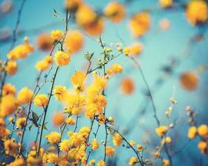 棣棠花什么时候开花