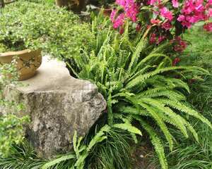 蕨类植物夏天怎么养