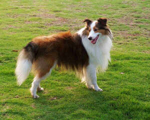 喜乐蒂牧羊犬的护理知识