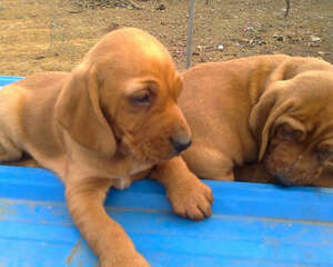 狗狗为什么喜欢把食物藏起来