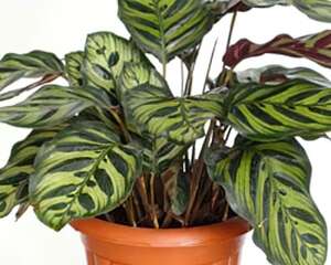 孔雀竹芋的种殖方法