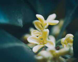 桂花盆栽怎么养