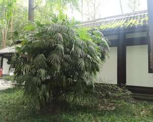 棕竹的应用价值