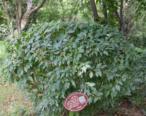 盆栽连翘花的养殖方法，特性及养护