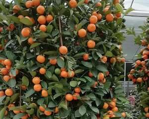 秋天必养的花，放客厅能招财，果子一结金灿灿！