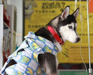 狗狗输液不能过快