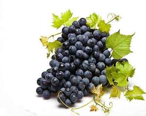 狗狗吃葡萄，狗狗吃葡萄好不好