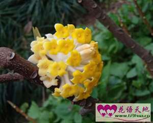 喜花的花语：喜结连枝