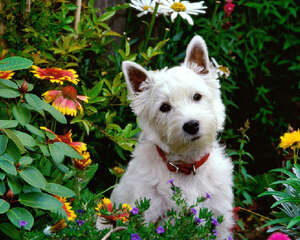 狗狗疫苗注射时间对照表