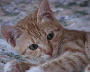 正确为猫咪滴耳药水的步骤