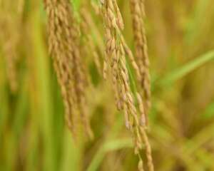 五谷杂粮有哪些