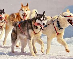 阿拉斯加吃饭不知道饥饱怎么办？