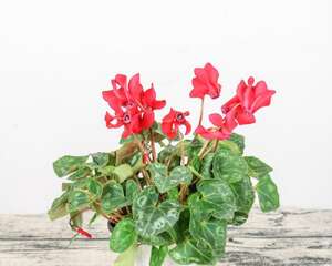 仙客来多少天持续开花