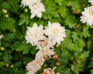 秋季菊花这样养，开满整盆不是梦！