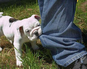 如何训练狗狗不乱咬人