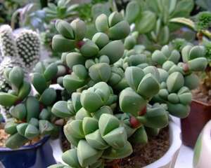 鹿角海棠Astridia velutina