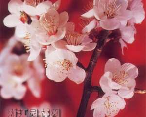 十大名花之梅花栽培