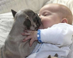 狗狗是家人不是物品