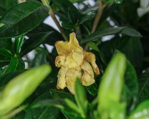 栀子花怎么养护