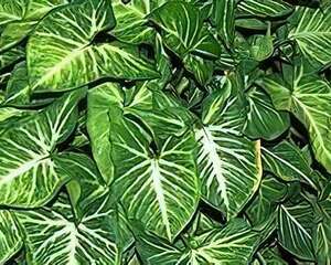 合果芋的栽种培养管理(图)
