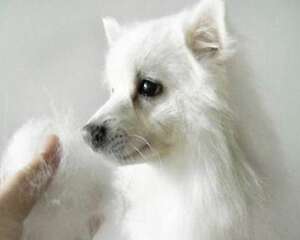 狗狗掉毛 狗狗掉毛的原因有哪些