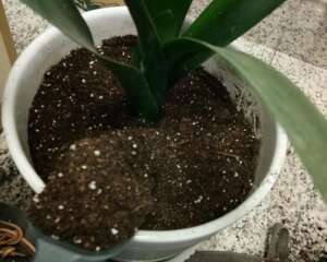 如何让君子兰正常开花