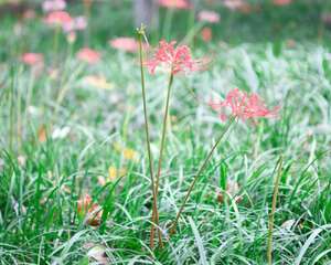 彼岸花可以用于园艺吗