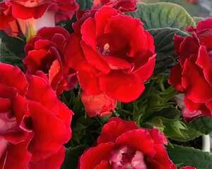 超耐阴的花，1片叶子扦插8盆，疯狂开花没停过！