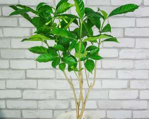 狗牙花有毒吗