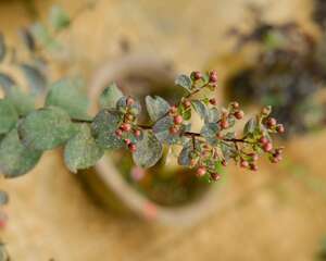 30款极品山水盆景，一盆阅尽万水千山