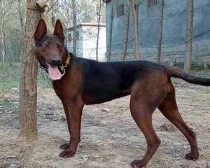 苏联红犬多少钱一只？苏联红犬价格盘点