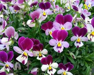 开花机器就是它，冬天能开4个月，-5℃照样疯长！