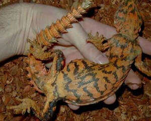 孔雀刺尾蜥有什么特征