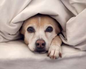 夏季轻松储存好狗粮的办法